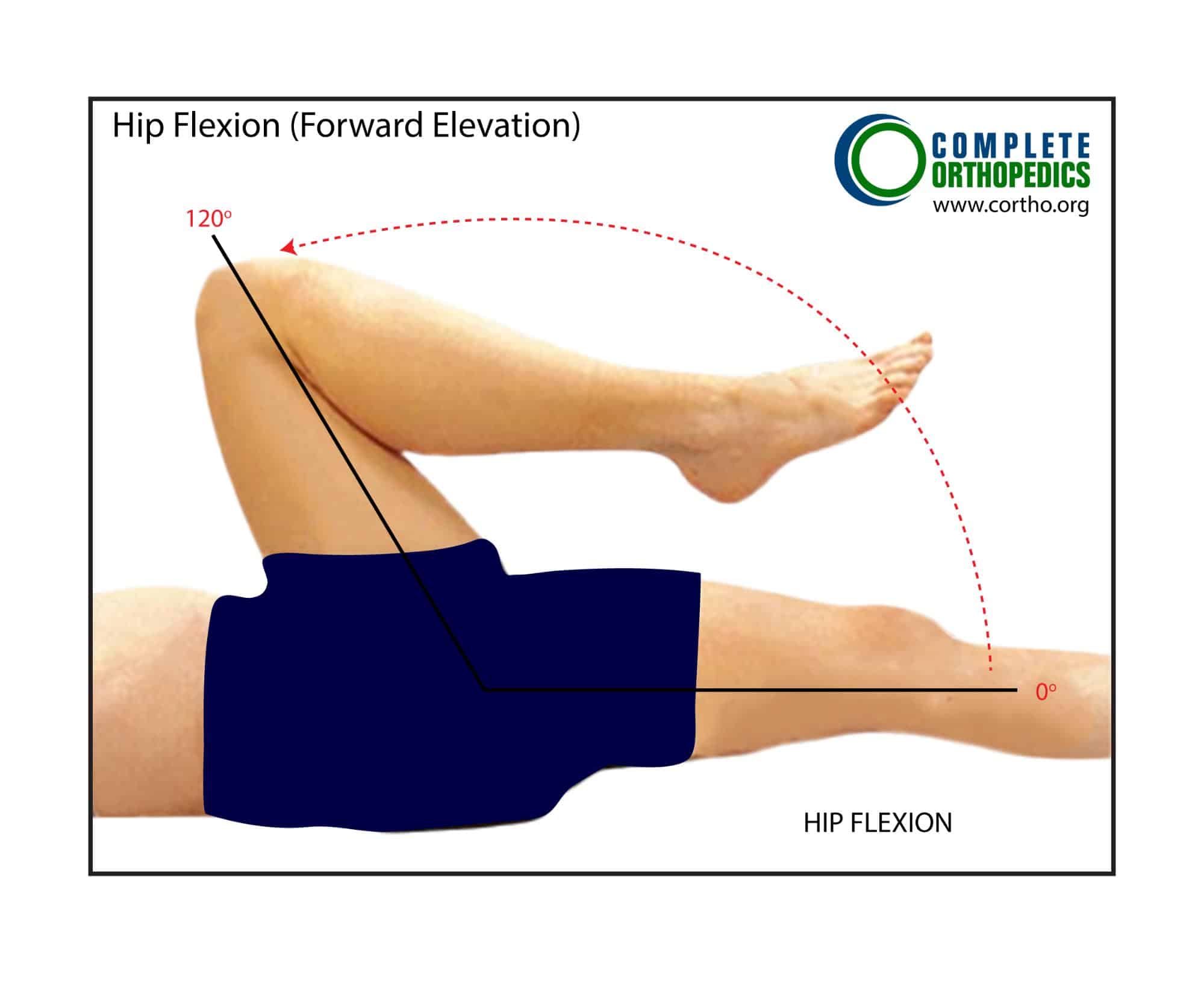 Figure : Extension et flexion de la hanche