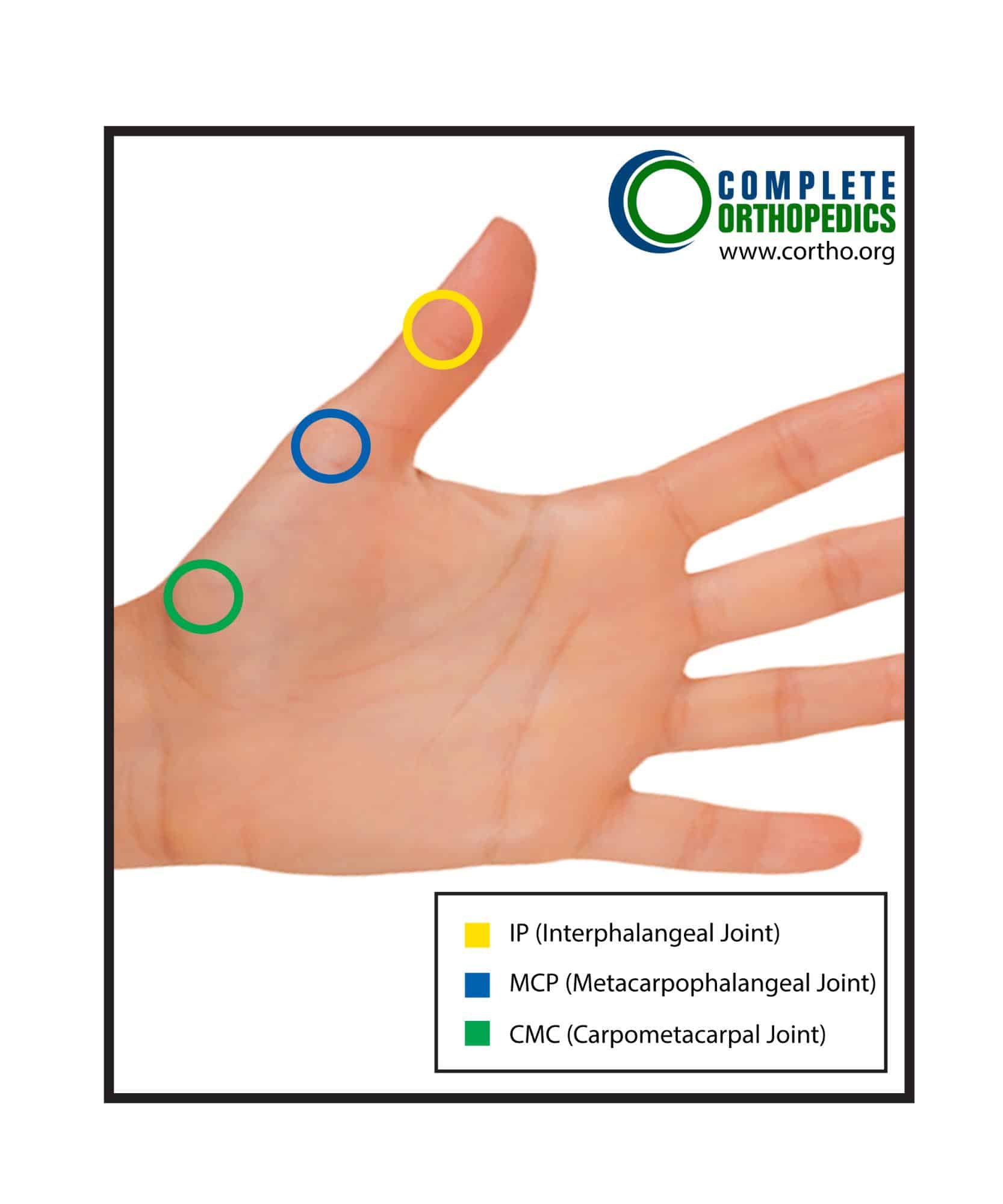 Measurement Position for Interphalangeal Joint (IP)