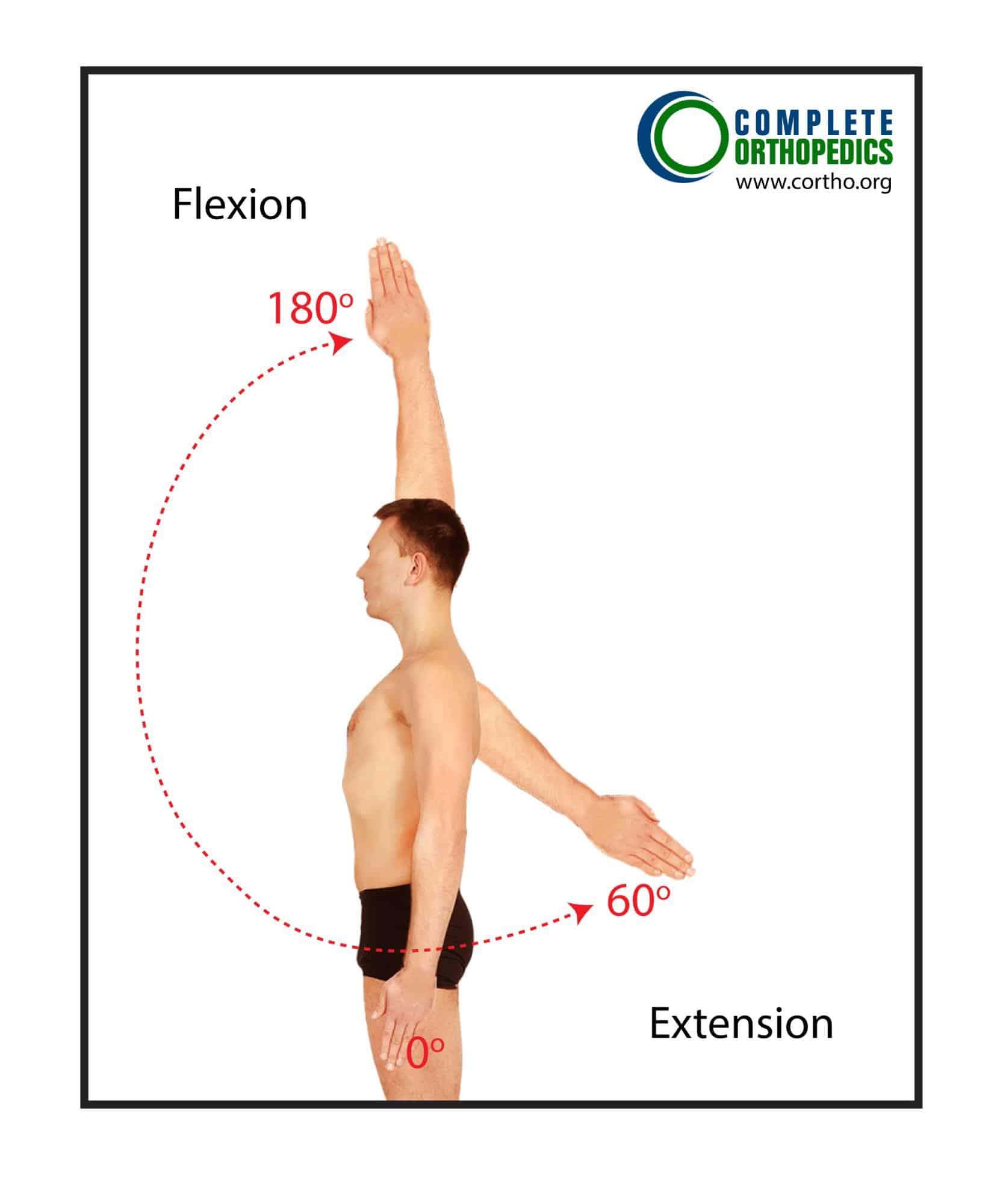 Shoulder Flexion And Extension